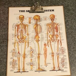 The Skeletal System Clipboard Vintage